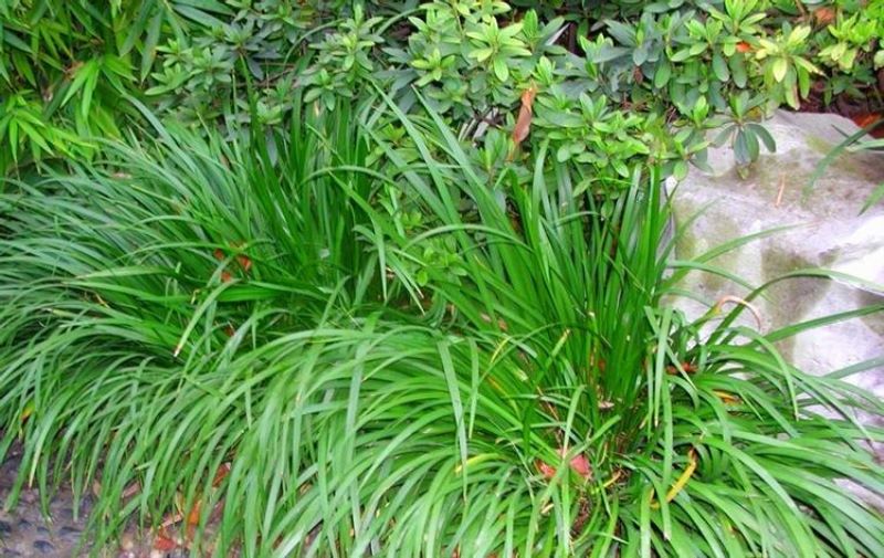 菖蒲盆景图片欣赏「菖蒲盆景图片欣赏 精品」